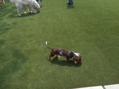 Commercial Pet Turf